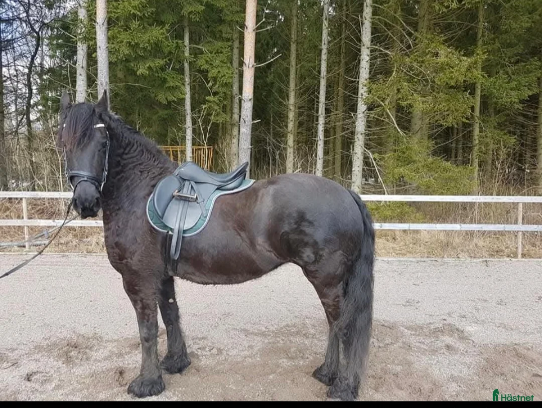 Allround hästar till salu: 2 frieserston i Torsås - Annons 5