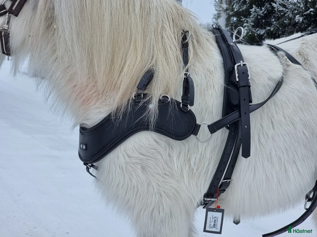 Körselar körning till salu: Zilco Sports Shetland i Enköping - Annons 2