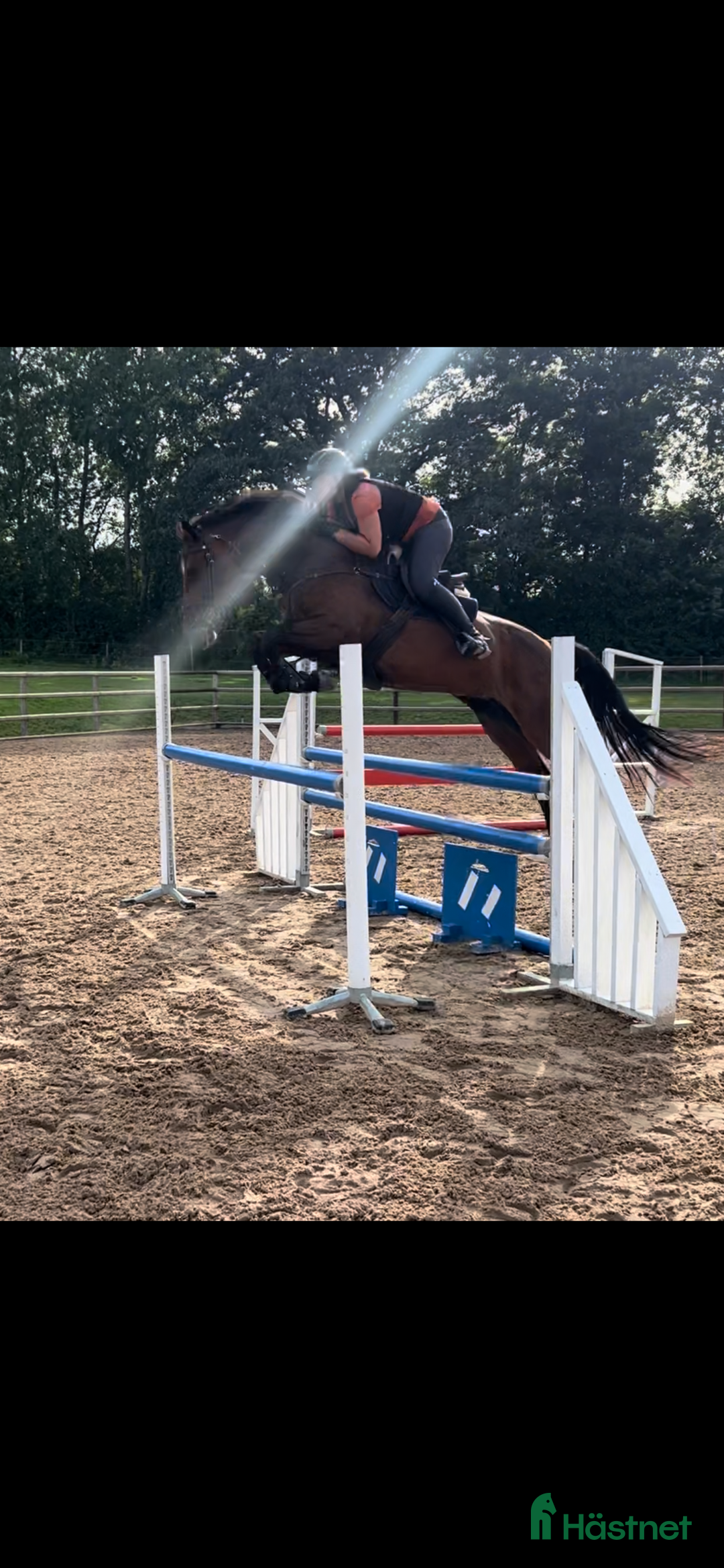 Allround hästar till salu: Lyxig Hobbyhäst i Tomelilla - Annons 1