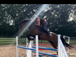 Allround hästar till salu: Lyxig Hobbyhäst i Tomelilla - Annons 1