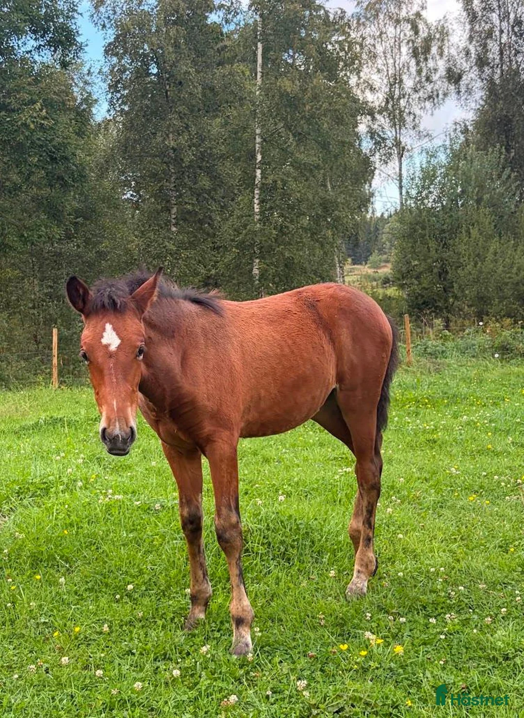 Akademiskt hästar till salu: Stoföl, korsning PRE och kallblodstravare - Annons 2