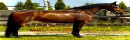Allround hästar till salu: Top Quality and  Pleasant 8 yo mare-Salwinia  - Annons 3
