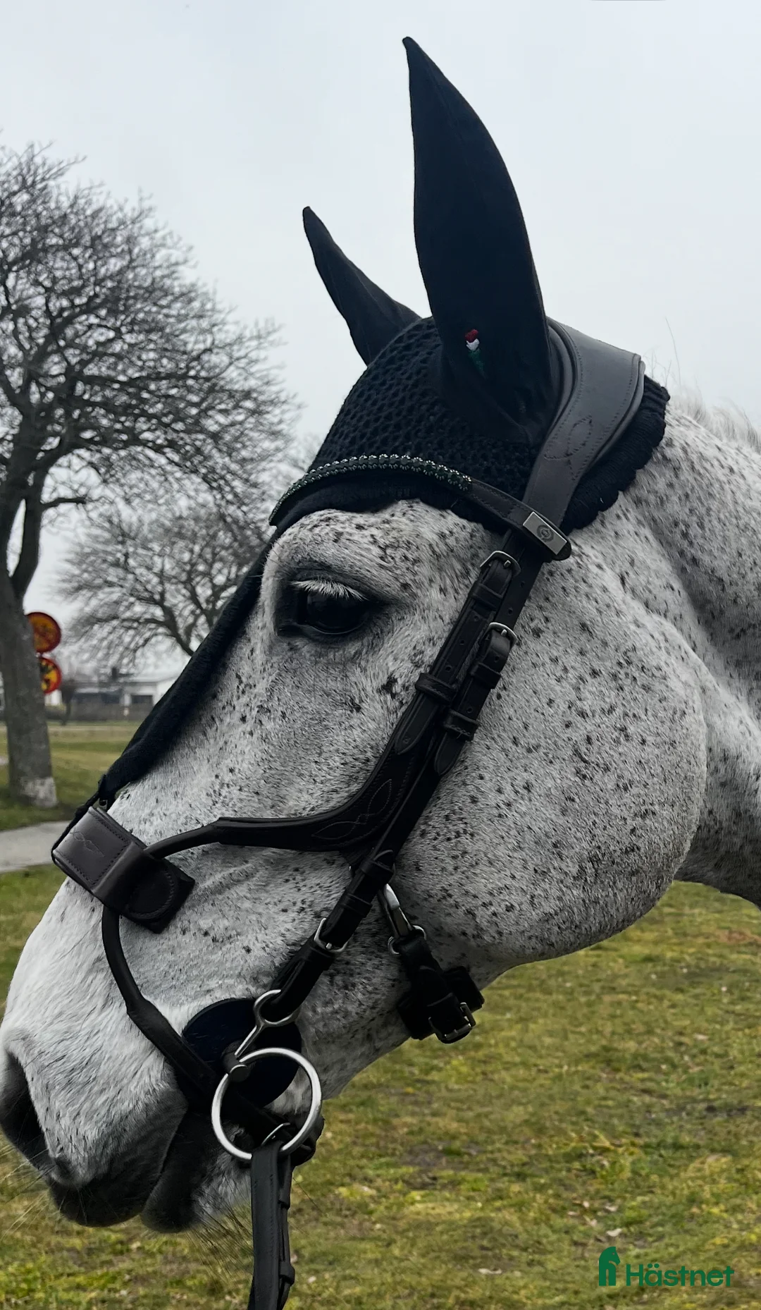 Träns hästutrustning till salu: Ps of Sweden high jump träns  - Annons 2