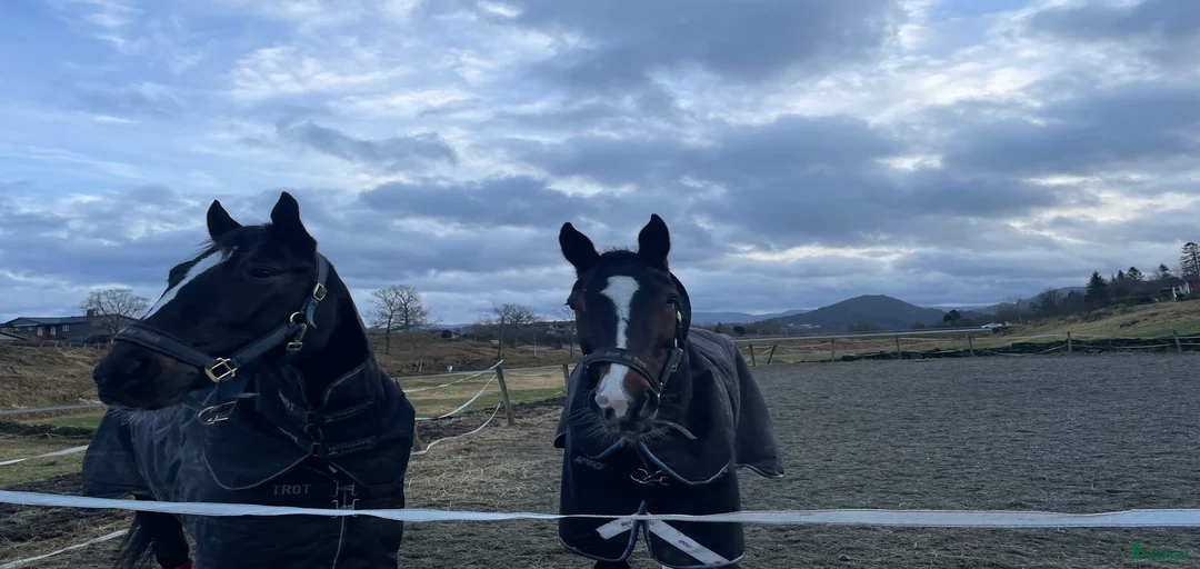 Galleribild {{count}}