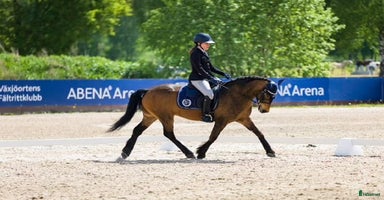  hästar i Älmhult - Annons 1