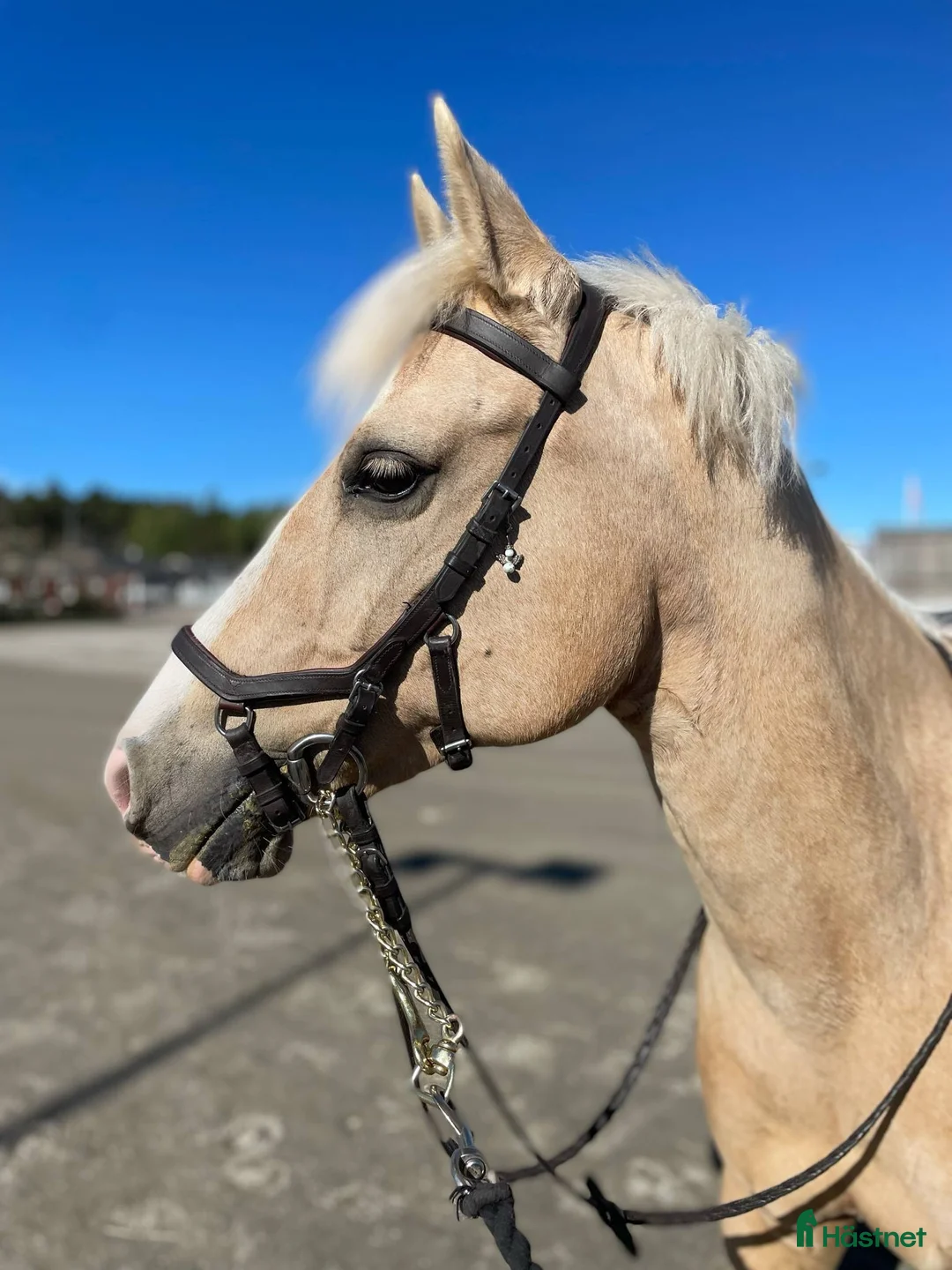 Hoppning hästar till salu: Trevlig d-ponny  - Annons 1