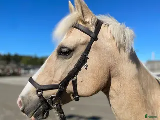 hästar Trevlig d-ponny - Annons 6