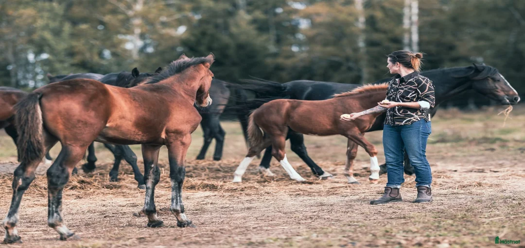 Galleribild {{count}}