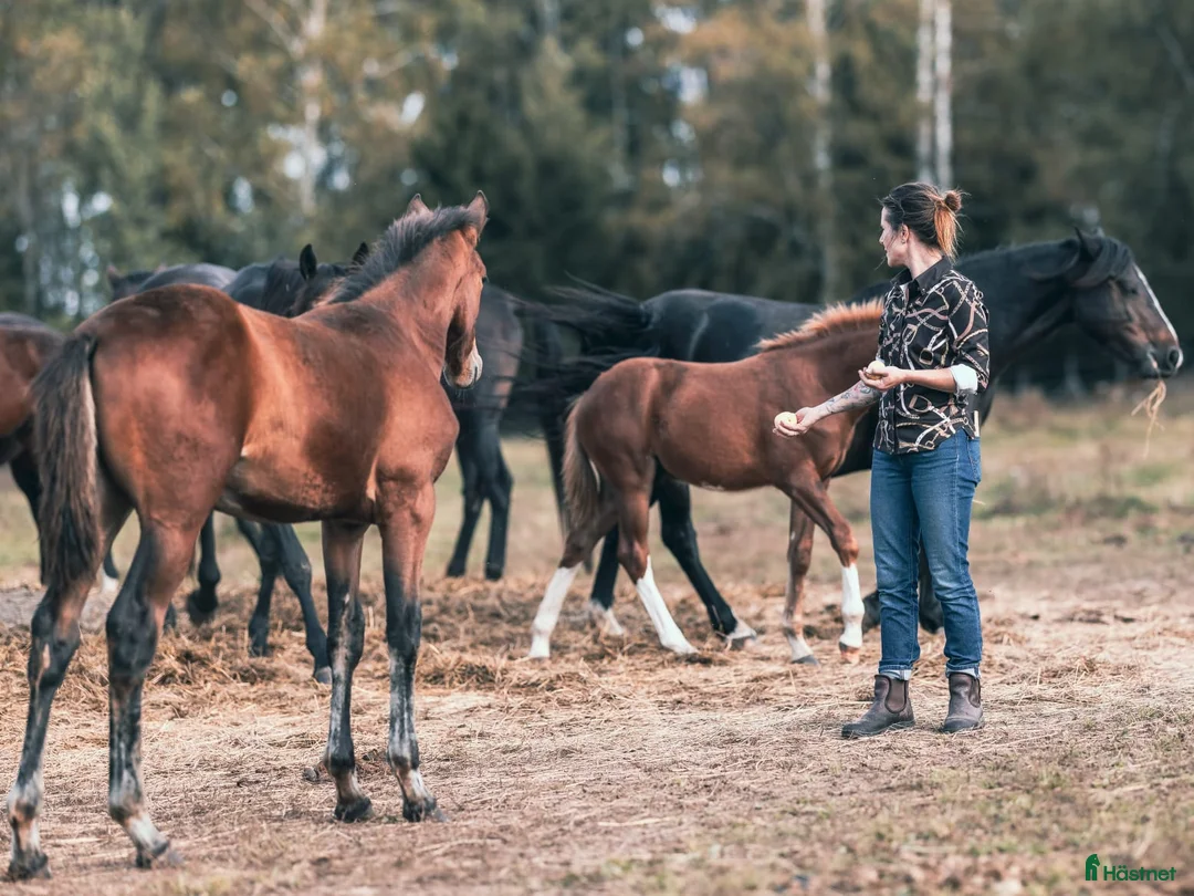 Galleribild {{count}}