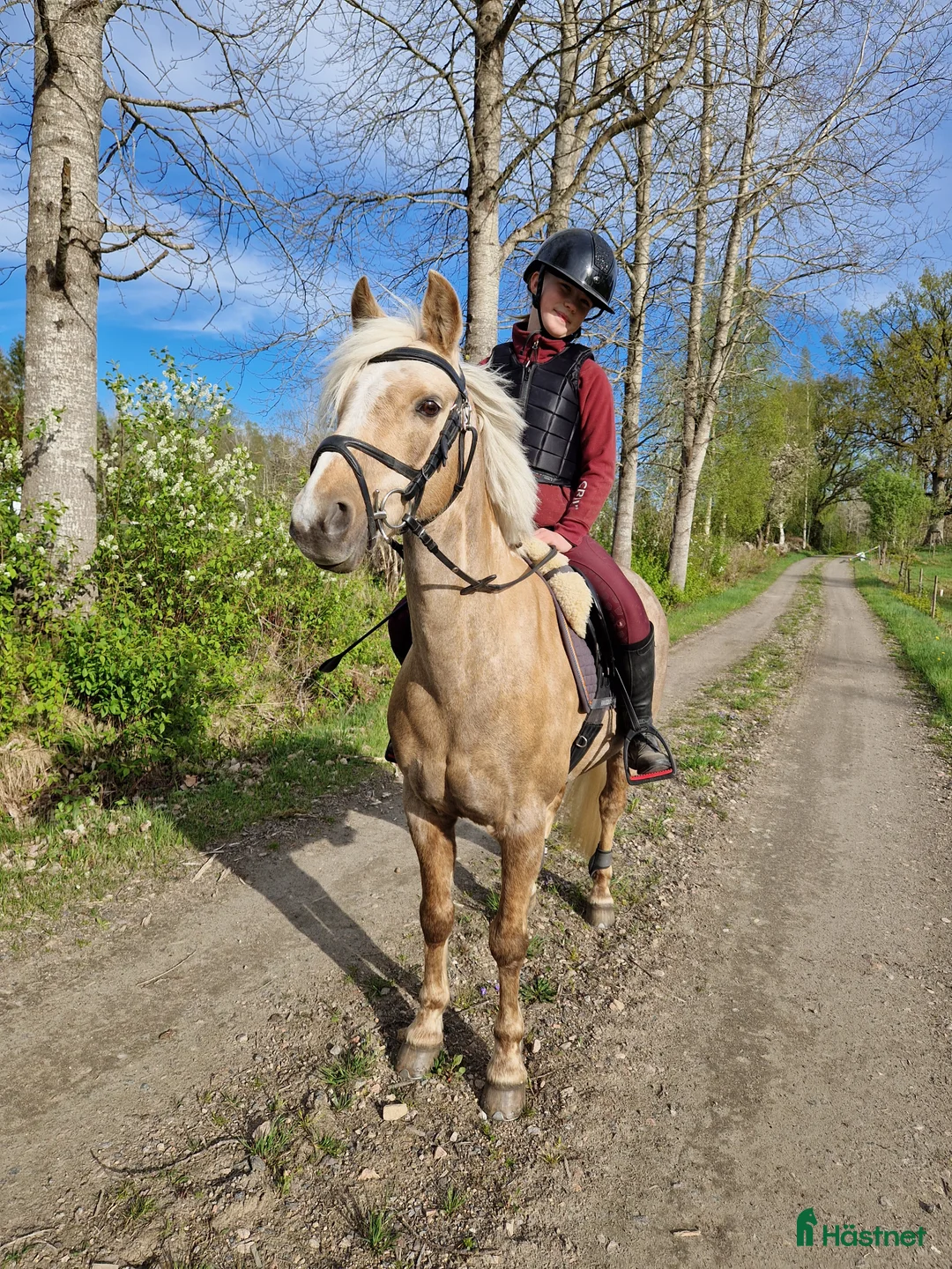 Allround hästar till salu: 🌟 Lyxig B-ponny f-12 🌟 - Annons 1