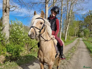 hästar 🌟 Lyxig B-ponny f-12 🌟 - Annons 5