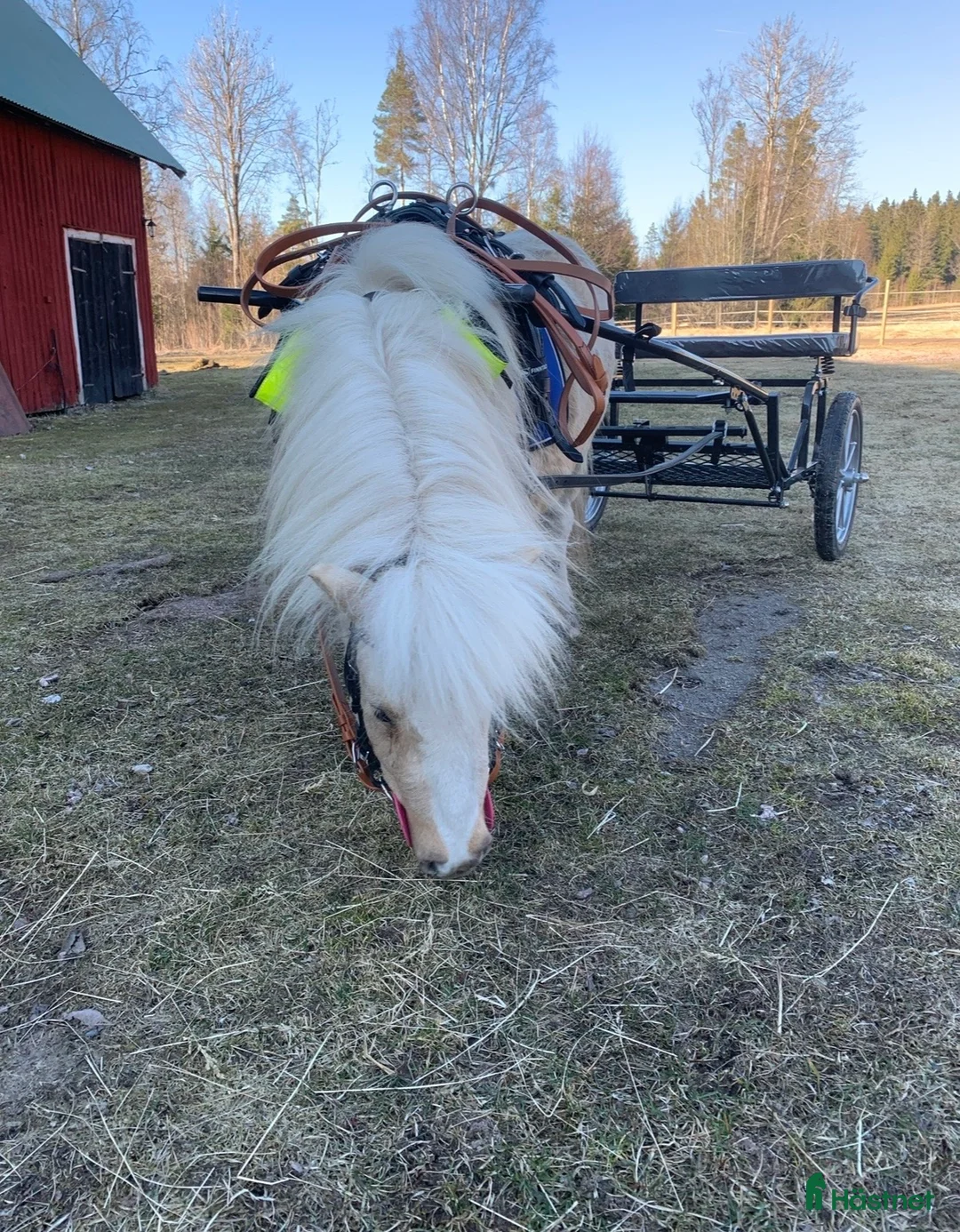 Allround hästar till salu: Grymt snäll kille  - Annons 1