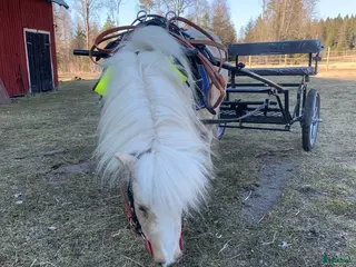 hästar Grymt snäll kille - Annons 13