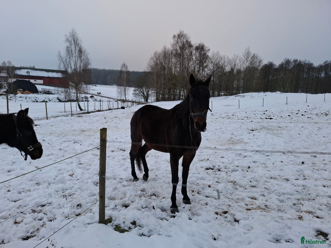 Allround hästar till salu: Fin valack ridbar eller sällskap i Ronneby - Annons 1