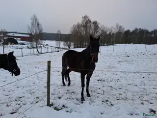 hästar Fin valack ridbar eller sällskap i Ronneby - Annons 7