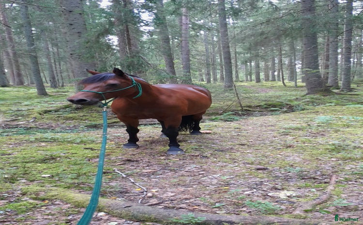  hästgårdar till salu i Krylbo - Annons 3