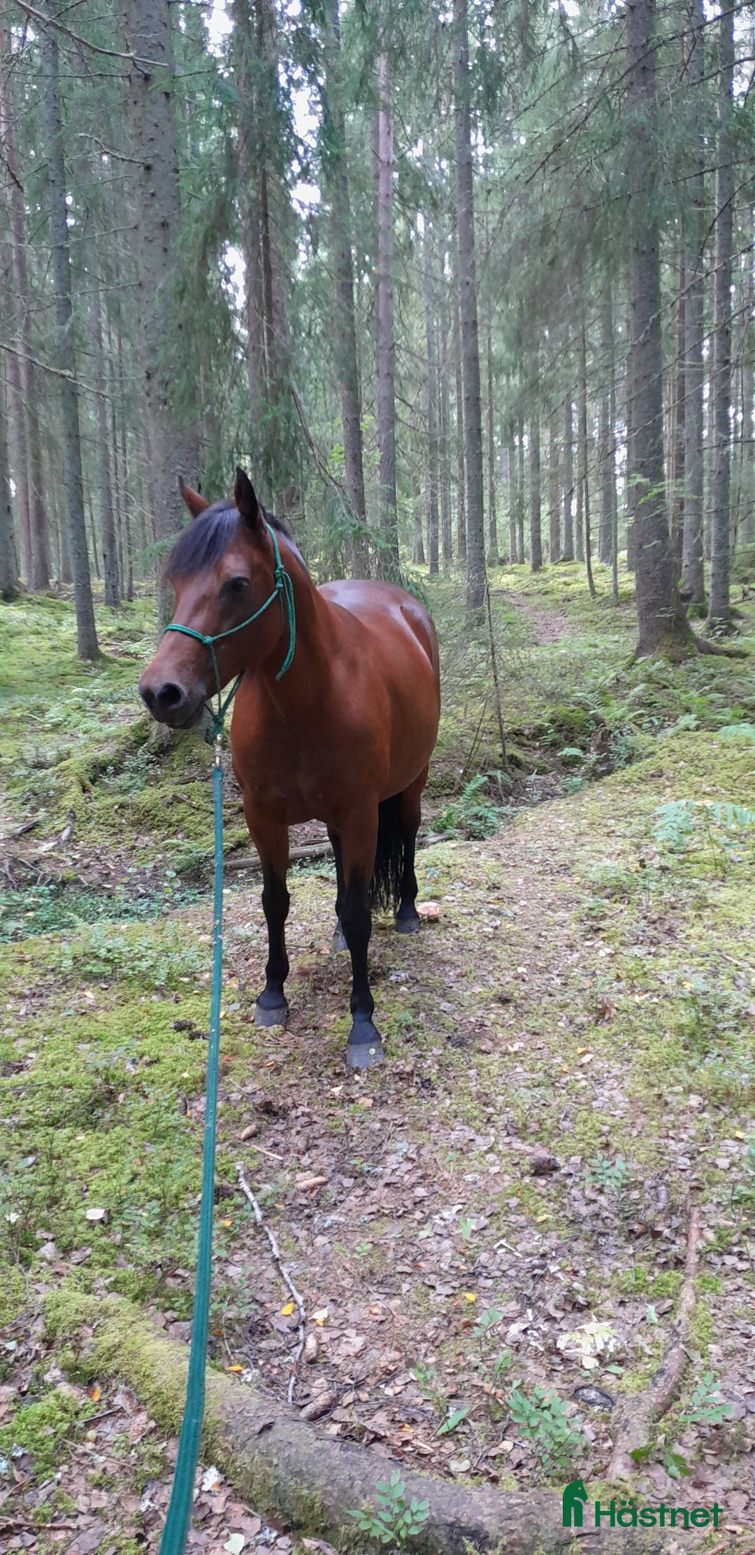  hästgårdar till salu: Önskar hyra/köpa litet torp i Krylbo - Annons 1