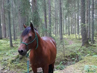 hästgårdar till salu: Önskar hyra/köpa litet torp i Krylbo - Annons 2