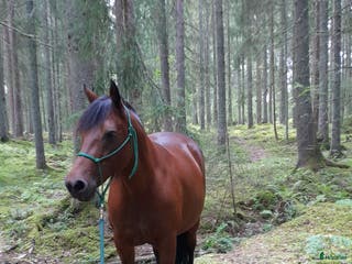 hästgårdar till salu: Önskar hyra/köpa litet torp i Krylbo - Annons 9