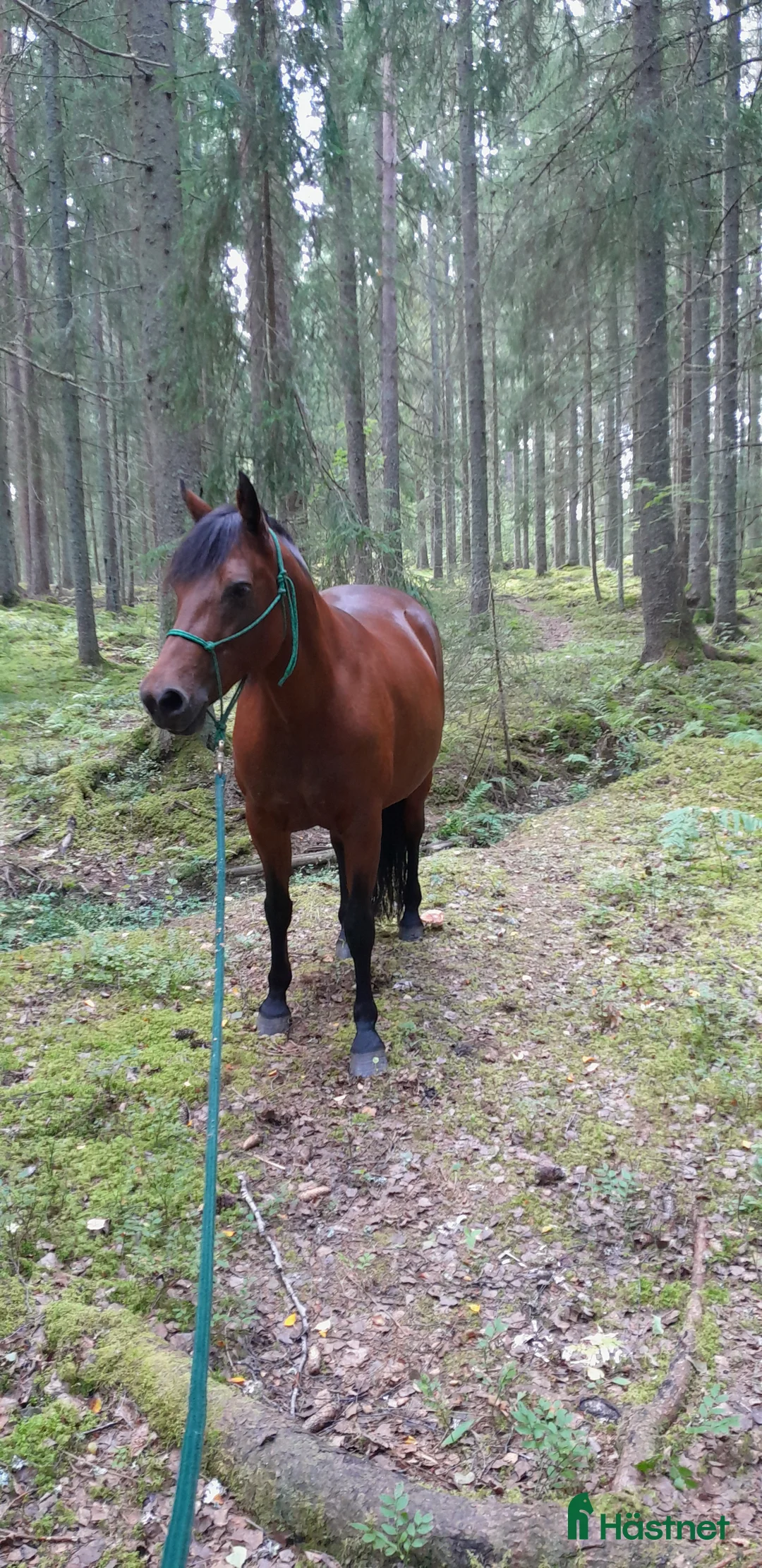  hästgårdar till salu: Önskar hyra/köpa litet torp i Krylbo - Annons 1