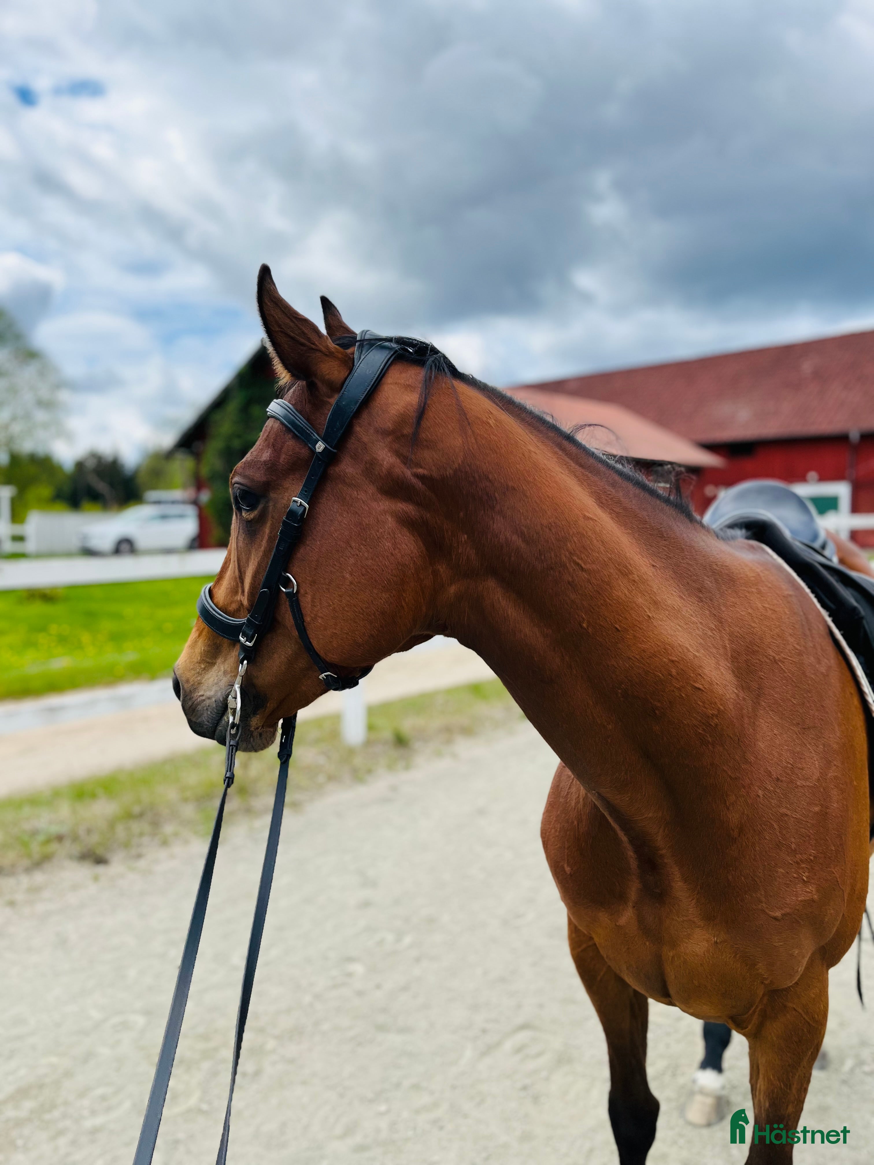  hästar 4-årigt engelskt fullblod i Borås - Annons 18