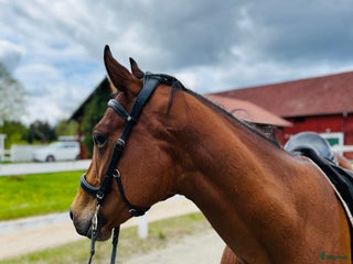 hästar 4-årigt engelskt fullblod i Borås - Annons 1