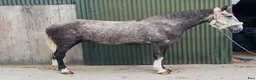 Allround hästar till salu: Irish Draught gelding 168cm - Annons 6
