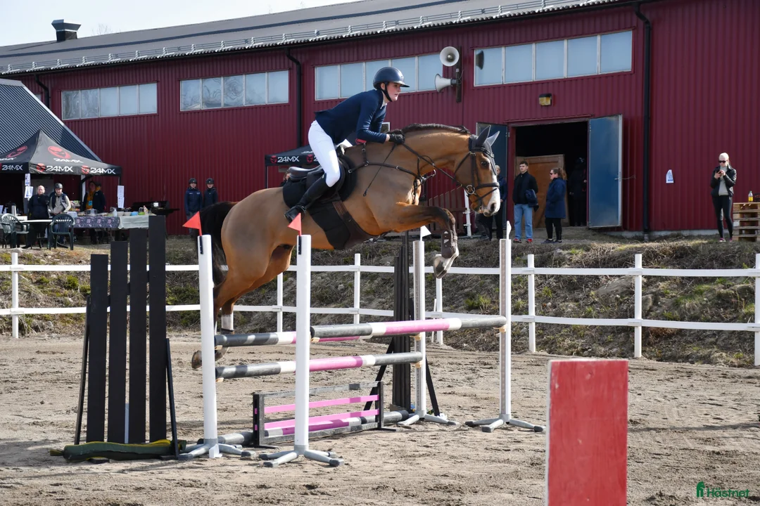 Hoppning hästar till salu: Mycket fin valack!  - Annons 2