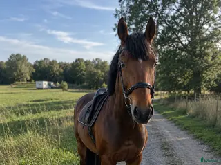 hästar TREVLIG VALACK - Annons 2