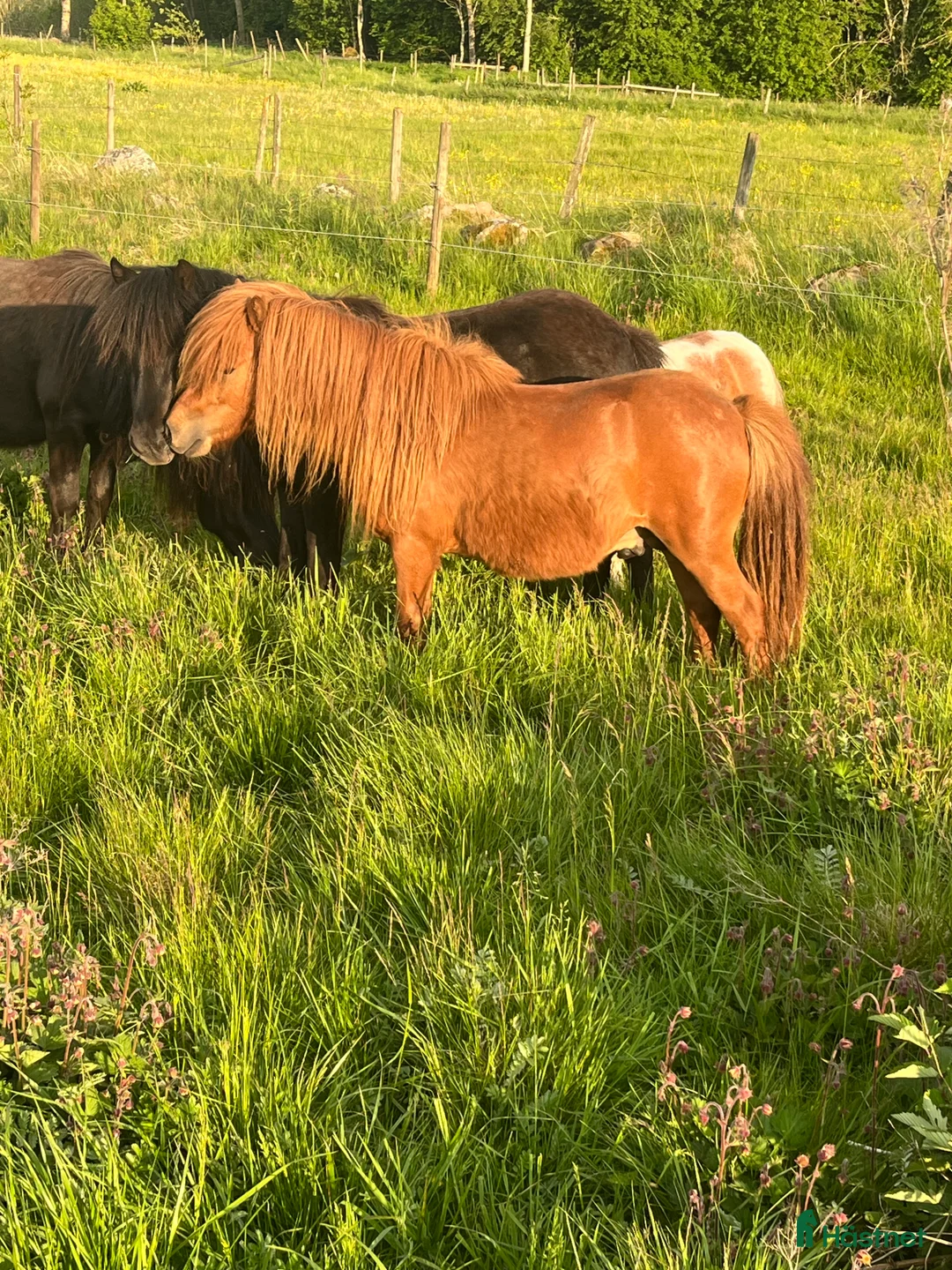 Övrigt hästar till salu: Minishetlandhingst  - Annons 10