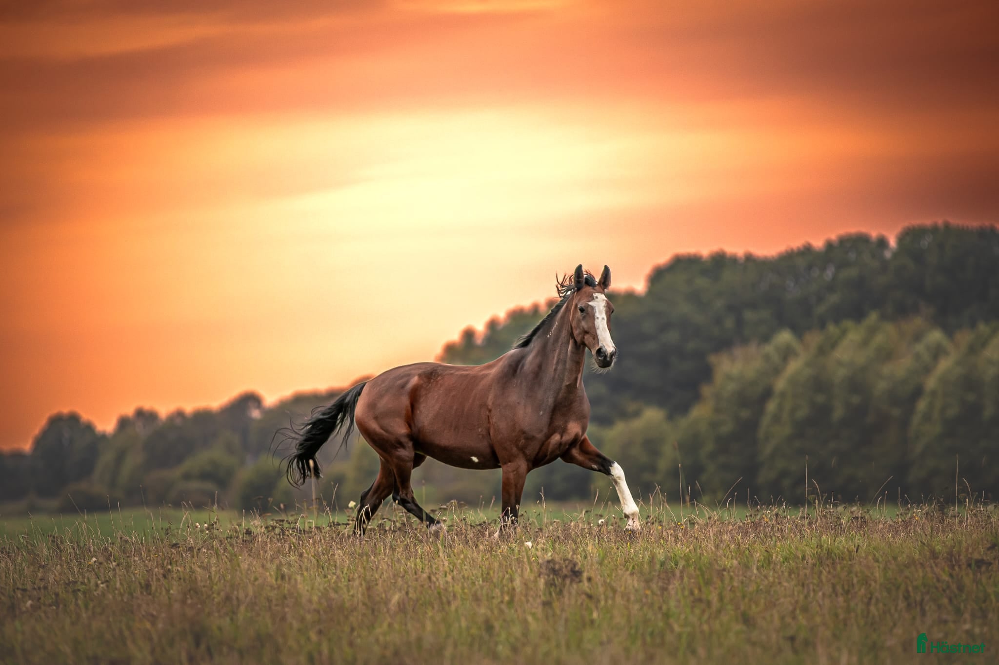  hästar Underbar ridtravare i Avesta - Annons 3