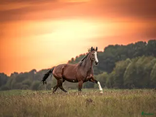 hästar Underbar ridtravare i Avesta - Annons 3