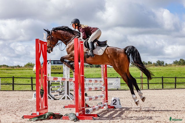 Hoppning hästar till salu: Fin hopphäst i Onsala - Annons 1