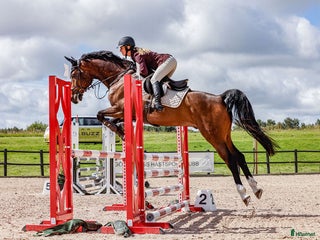 hästar Fin hopphäst i Onsala - Annons 12