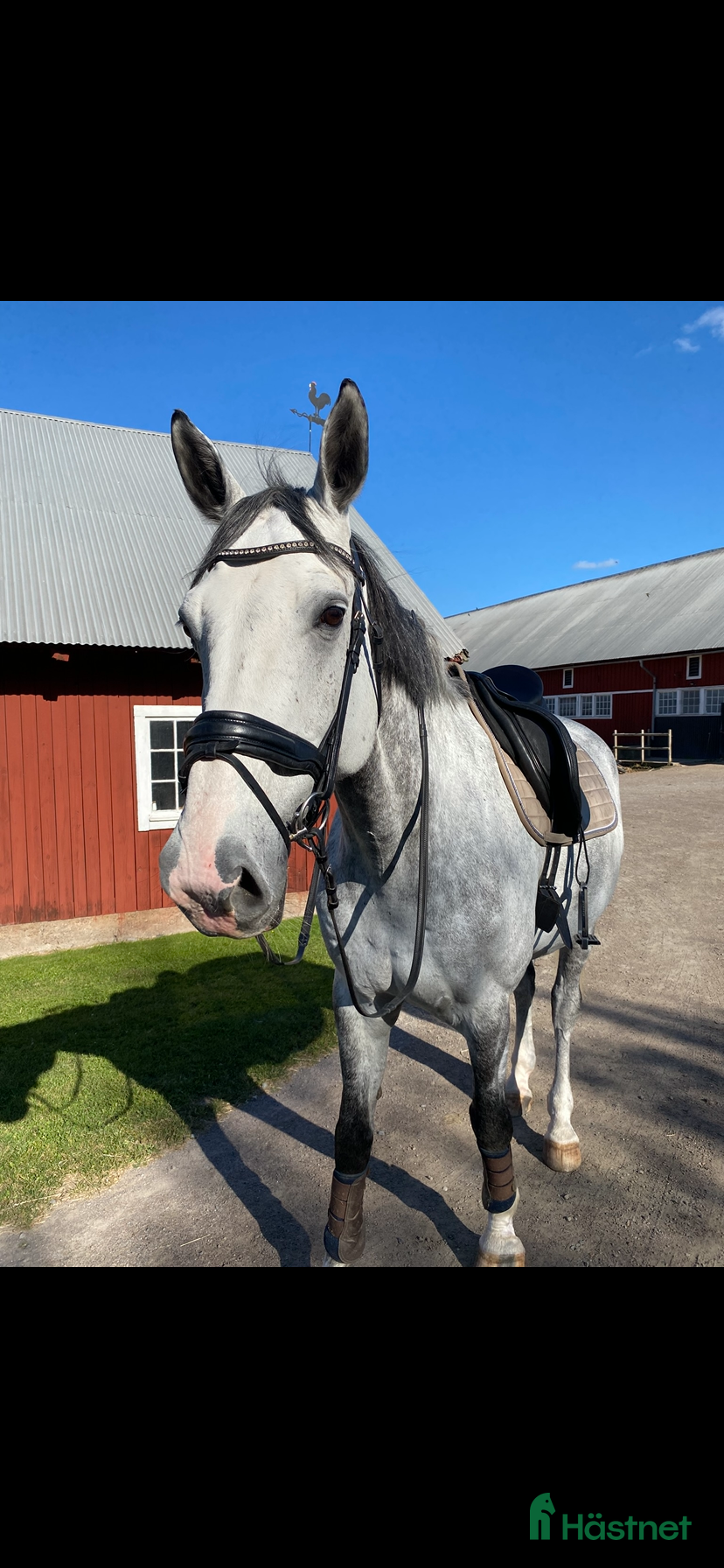  hästar Snygg, trevlig och stor Valack med fin stam i Linköping - Annons 6