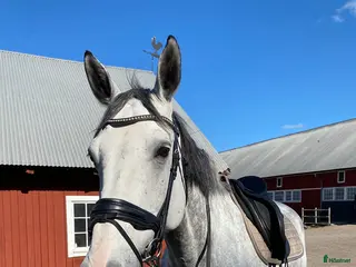 hästar Snygg, trevlig och stor Valack med fin stam i Linköping - Annons 6