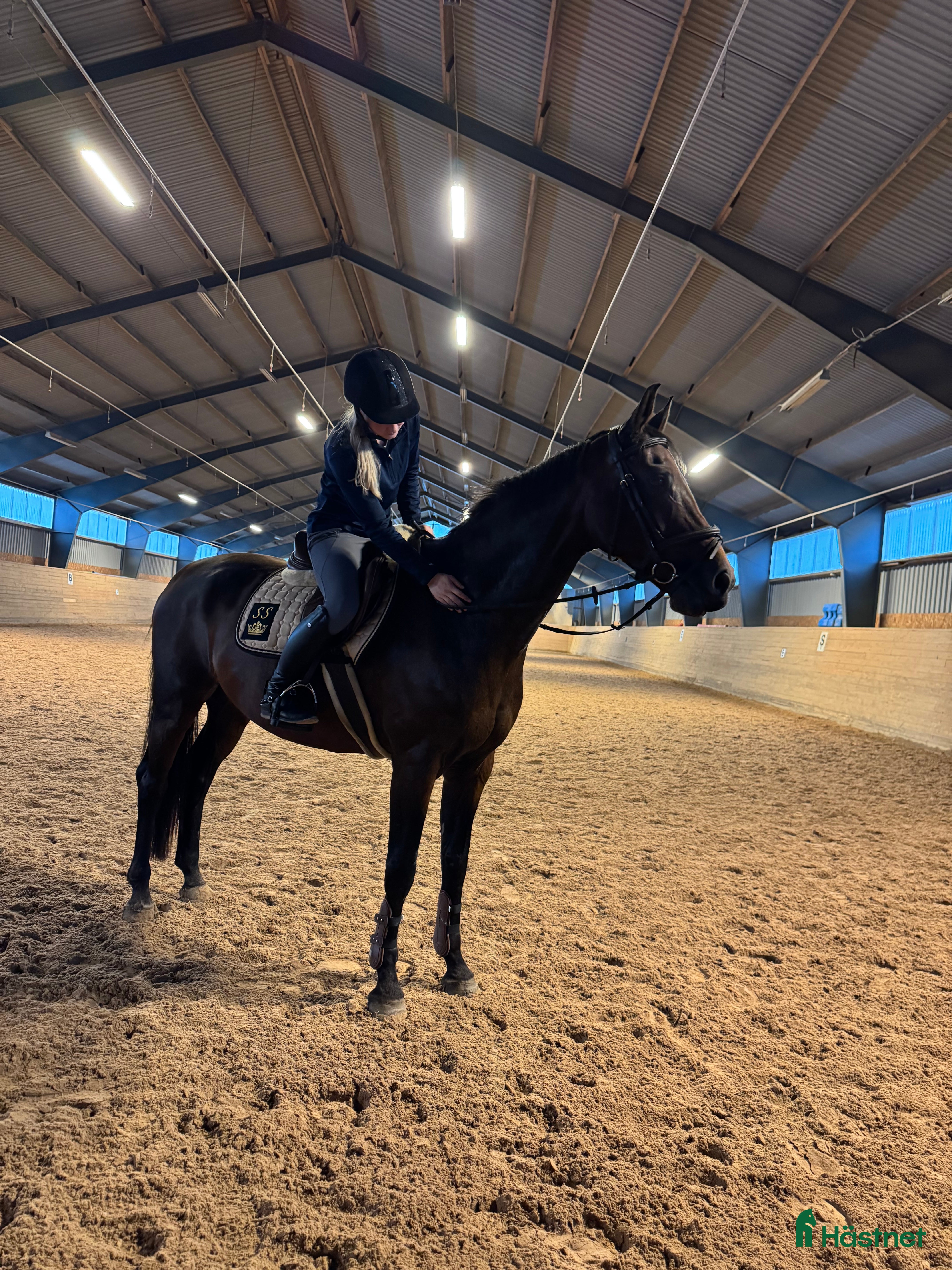  medryttarhäst sökes: Sökes medryttarhäst  - Annons 2