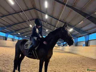 medryttarhäst sökes: Sökes medryttarhäst - Annons 2