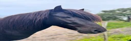 Island hästar till salu: Pampig lovande hingst! - Annons 5