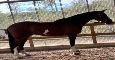  hästar i Västervik - Annons 6