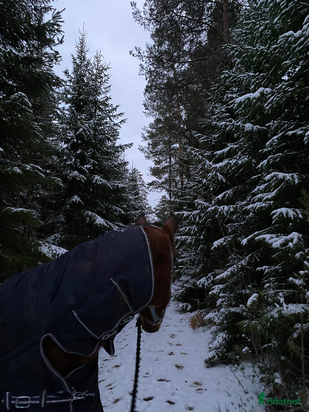 Övrigt hästar till salu: 🌟Intressekoll-inriden travare🌟 i Åsbro - Annons 9