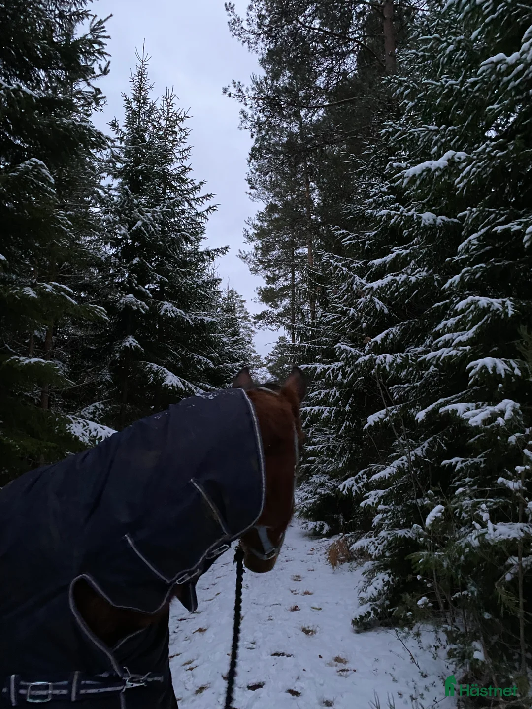 Övrigt hästar till salu: SMÅTT AKUT🌟Inriden travare🌟 - Annons 10