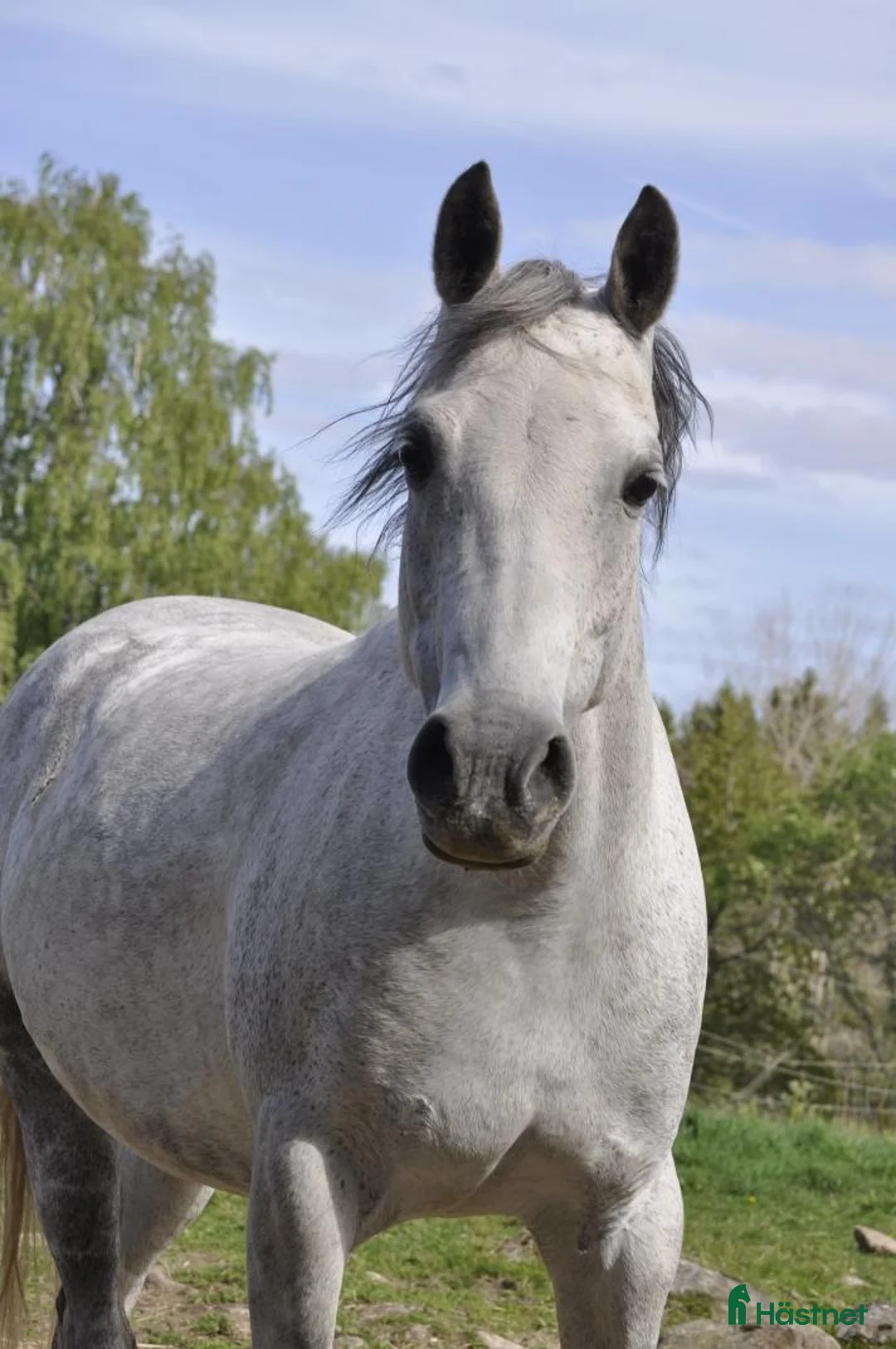 Sällskap hästar till salu: Sällskapsponny  i Kisa - Annons 4