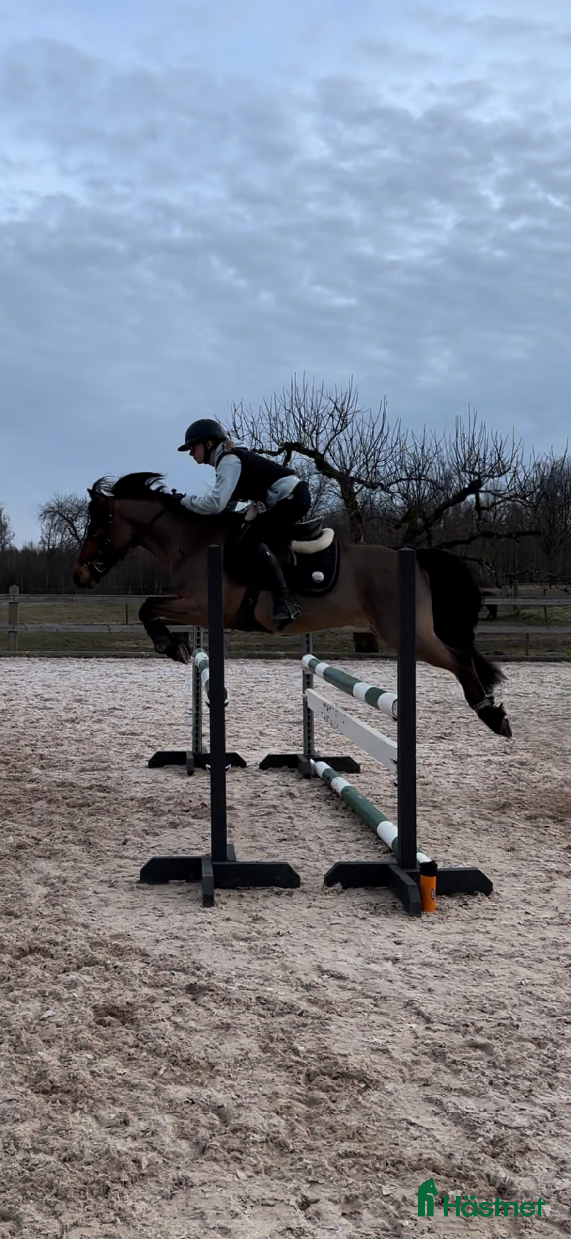  hästar Fin allroundponny i Rydaholm - Annons 15