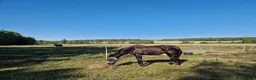  stallplats finnes: Stallplats i Uppsala i Uppsala - Annons 7
