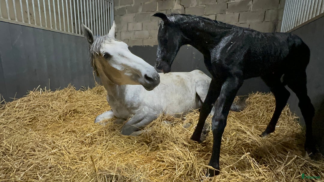 Dressyr hästar till salu: Vackert SWB-sto till avel eller ridning  i Tingstäde - Annons 2