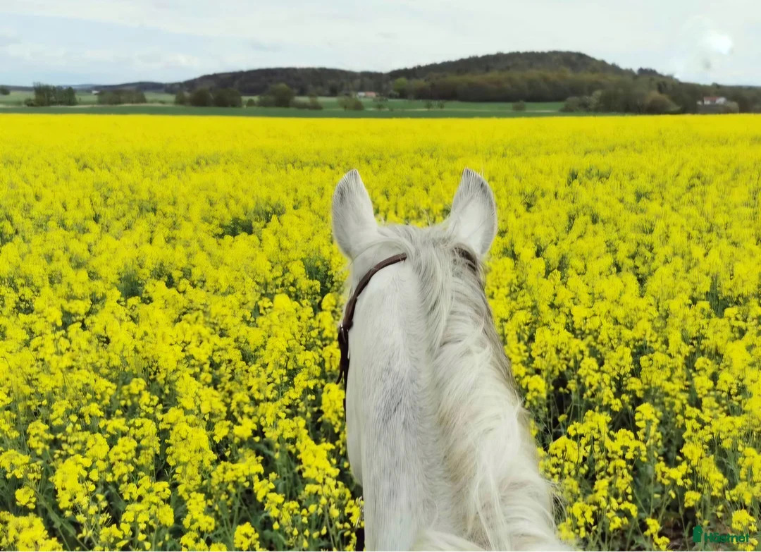 Allround hästar sökes: Stabil kompis sökes!  - Annons 3