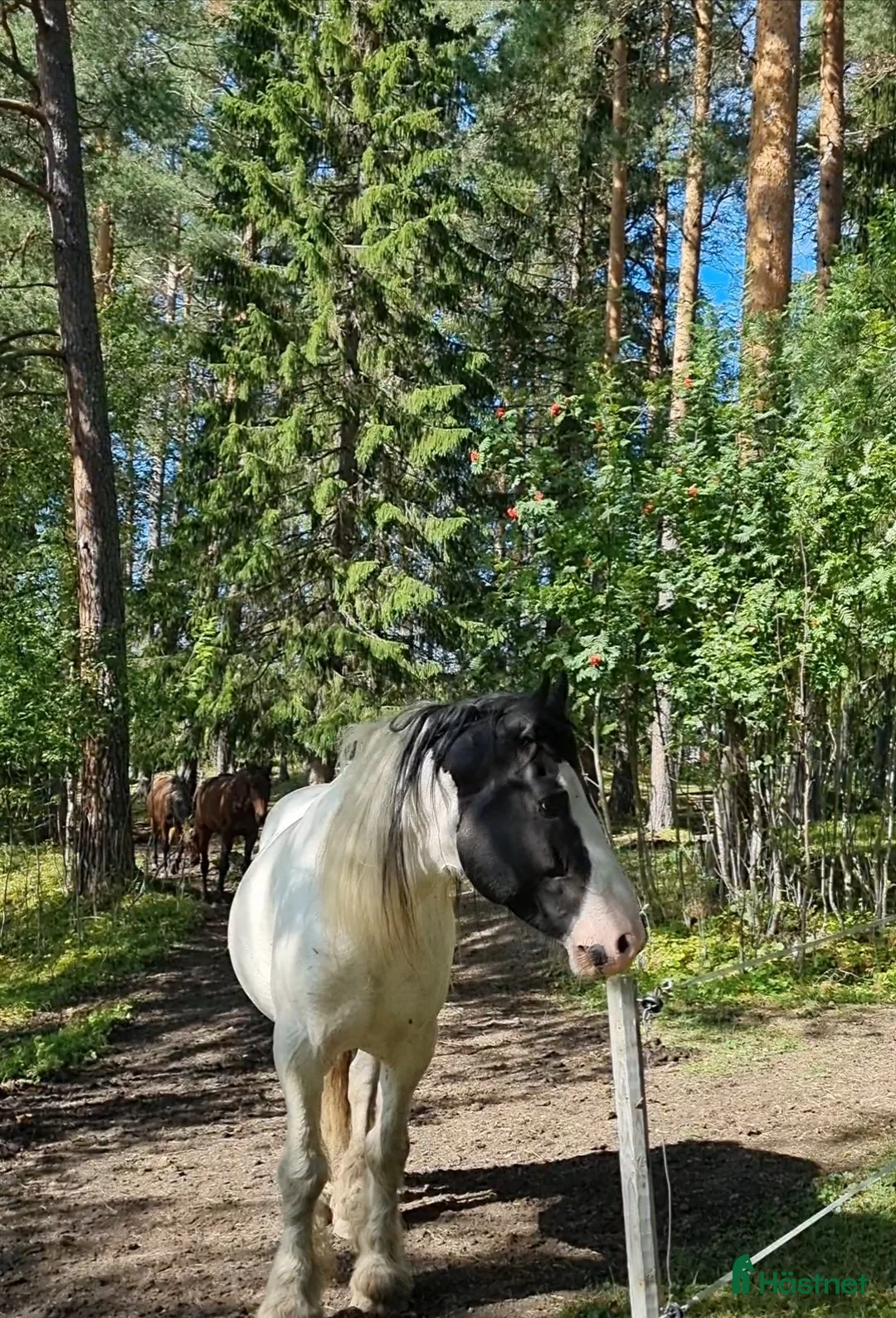 Allround hästar till salu: Mio söker nytt hem i Hallen - Annons 3