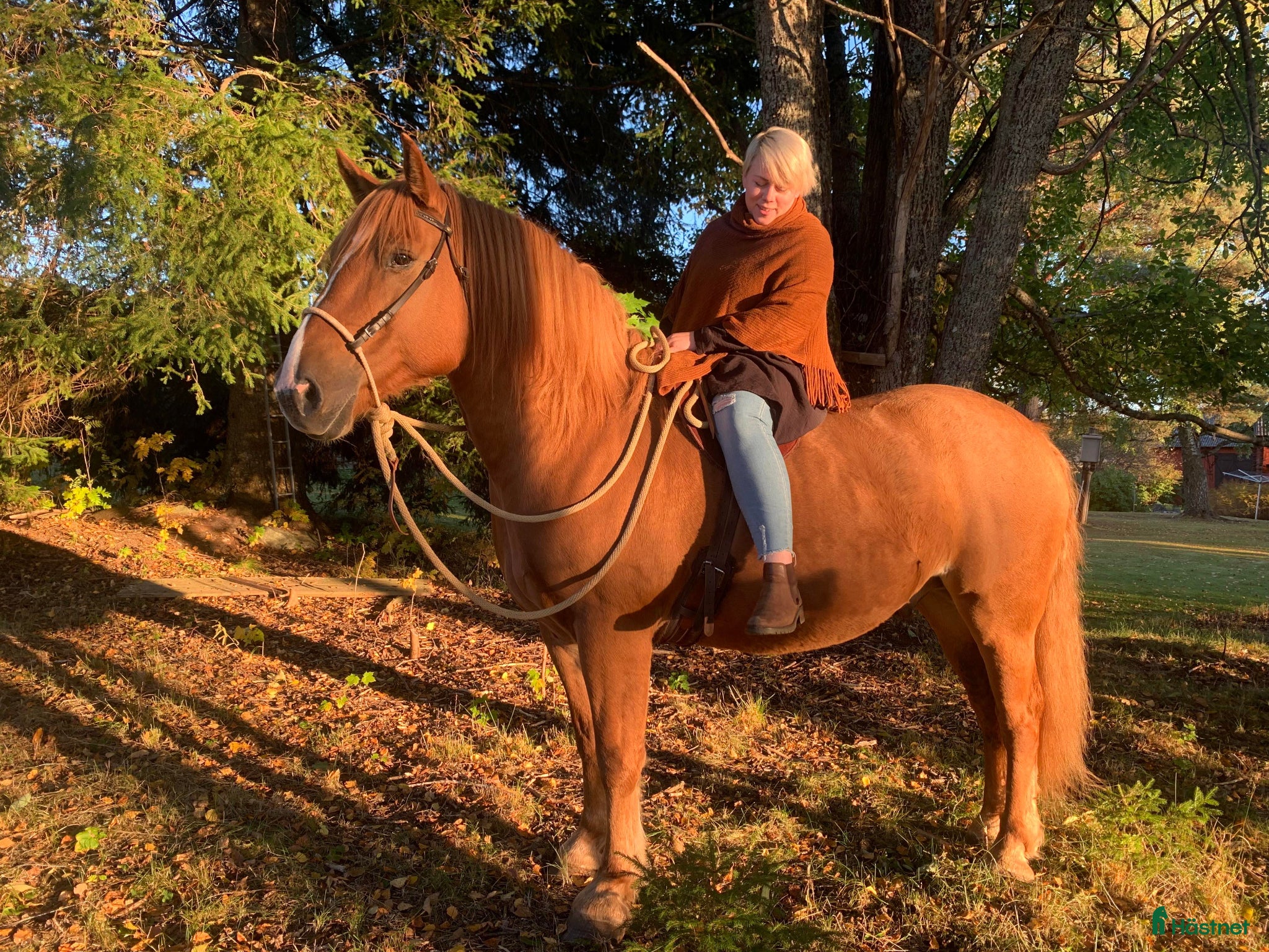  hästar Oslipad diamant  - Annons 3