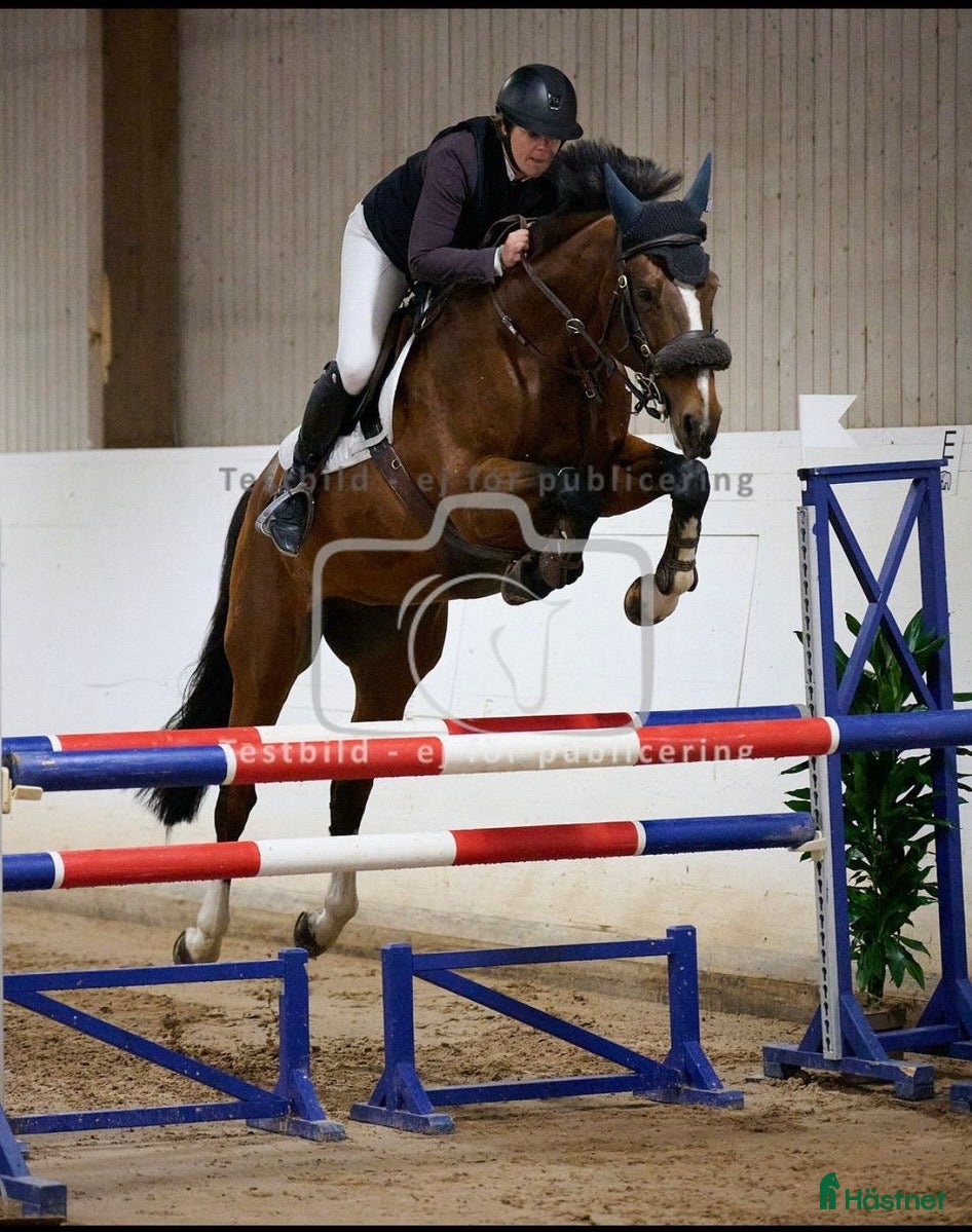  hästar Toppstammad tävlingshäst - Annons 2